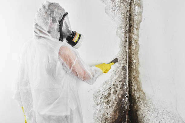 Best Affordable Mold Removal  in Rocky Mount, NC